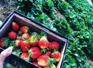 TOUR ĐÀ LẠT 4 NGÀY 3 ĐÊM - KHÁM PHÁ KDL RỪNG LÁ PHONG - VƯỜN DÂU-ĐỒI CHÈ